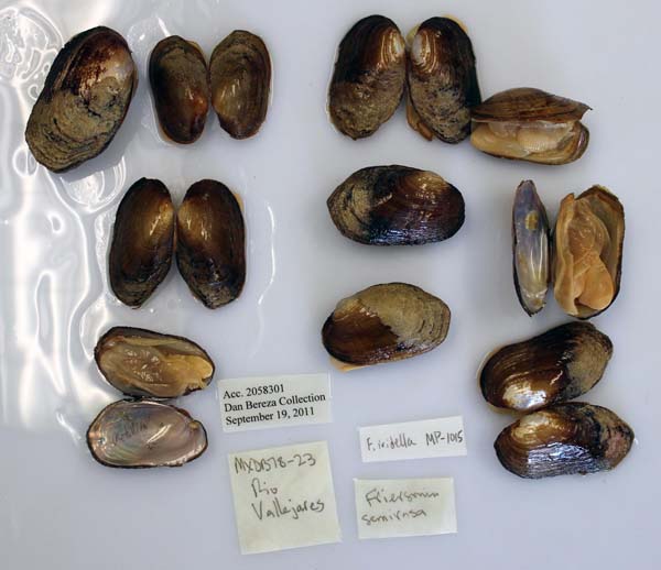 specimen