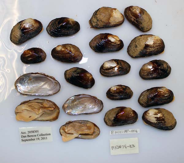 specimen