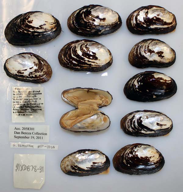 specimen