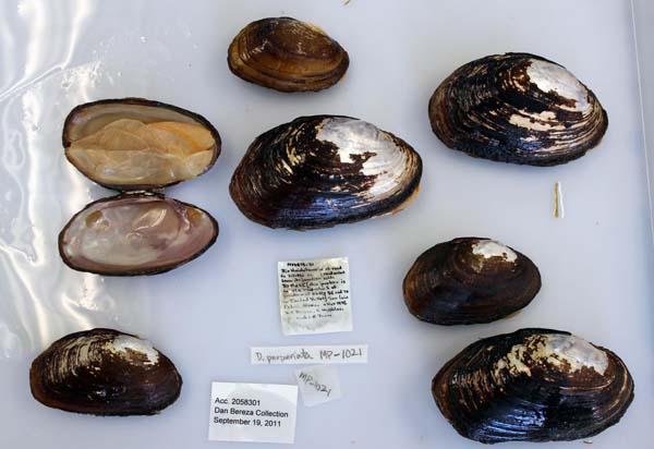 specimen