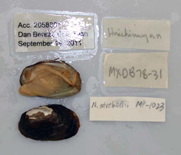 specimen
