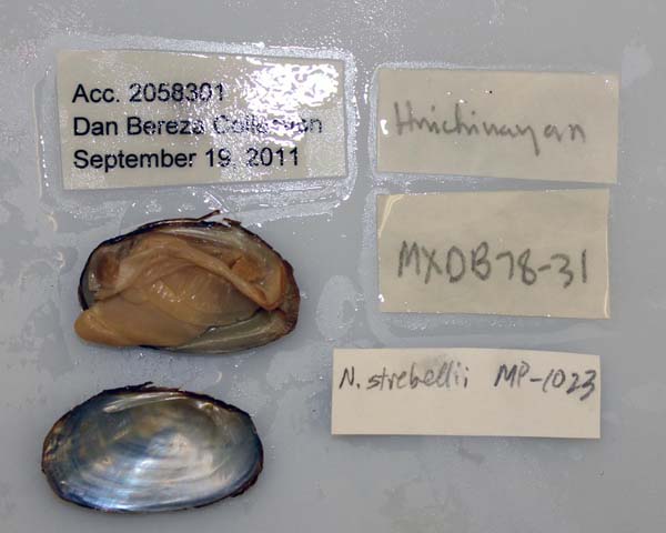 specimen