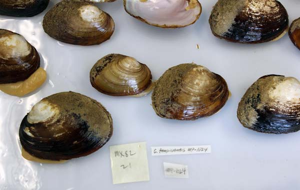 specimen