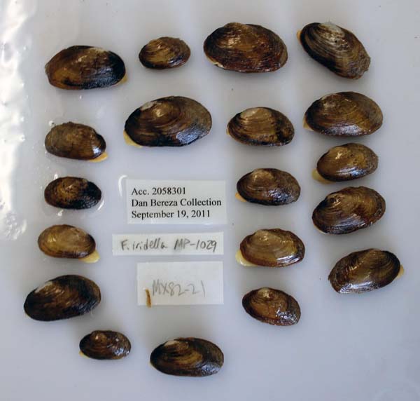 specimen