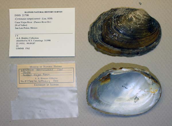 specimen