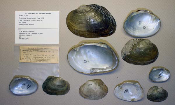 specimen