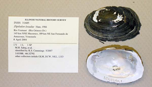 specimen
