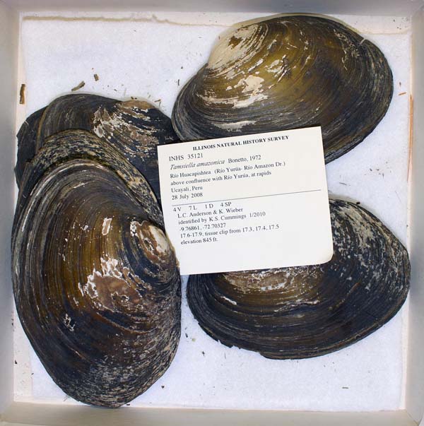 specimen