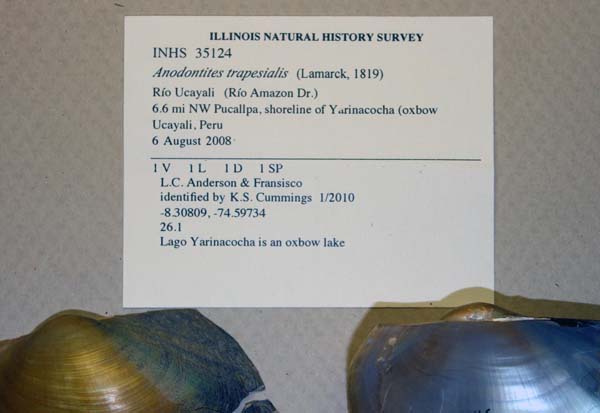 specimen