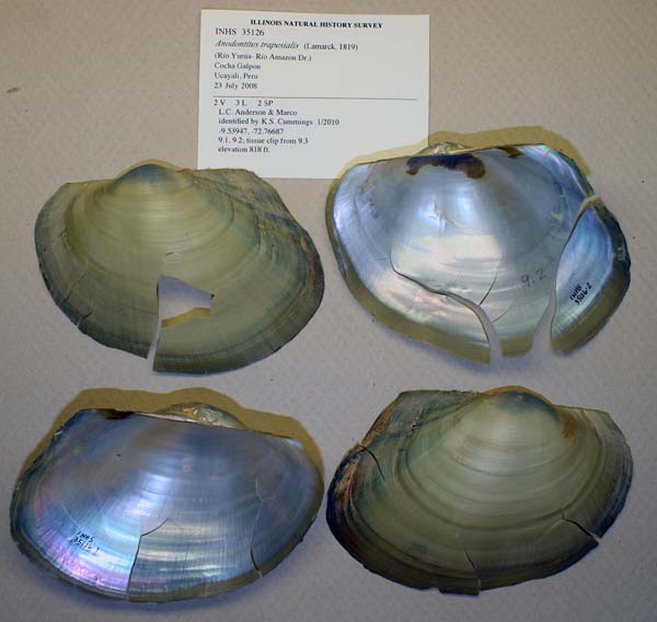specimen