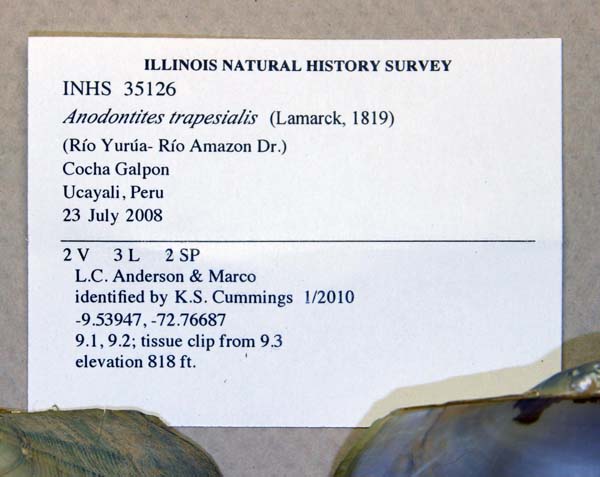 specimen