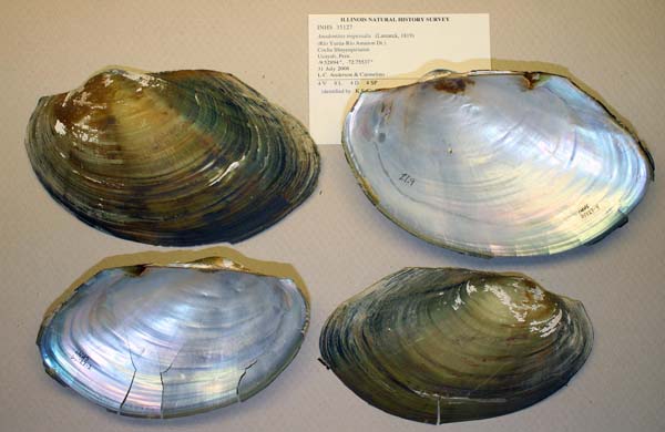 specimen