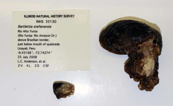 specimen