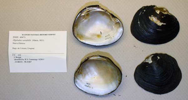 specimen