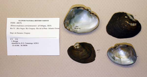 specimen