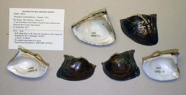 specimen