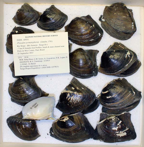 specimen