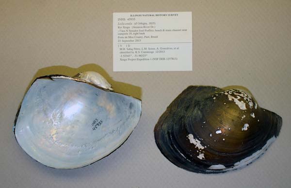 specimen