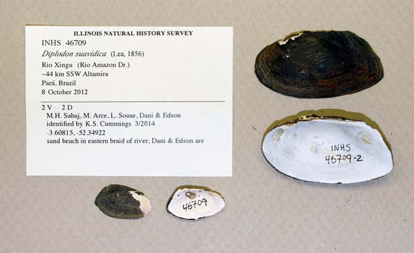 specimen