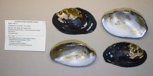 specimen