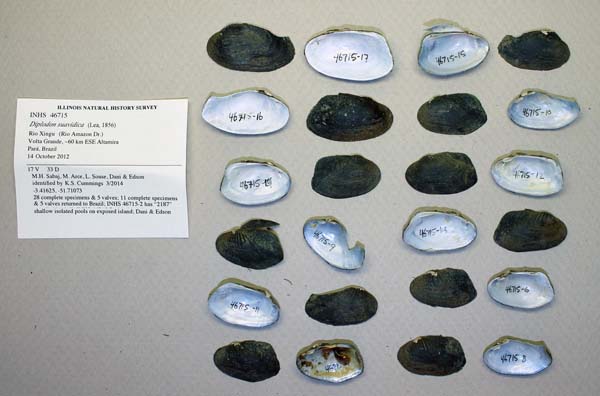 specimen