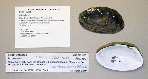 specimen