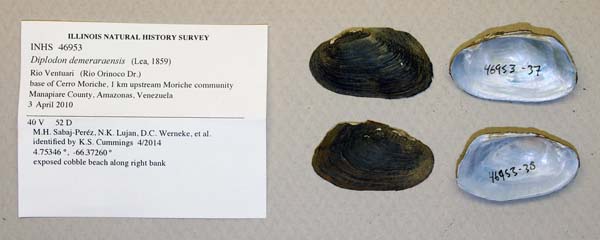 specimen