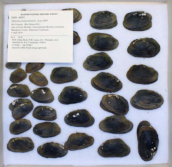 specimen