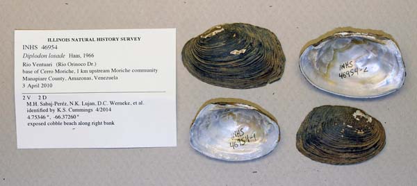 specimen