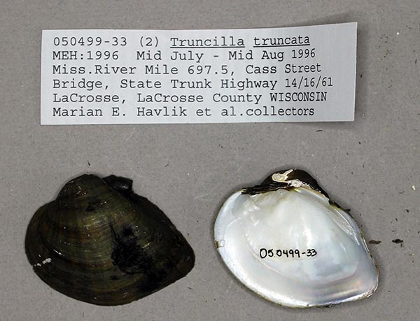 specimen