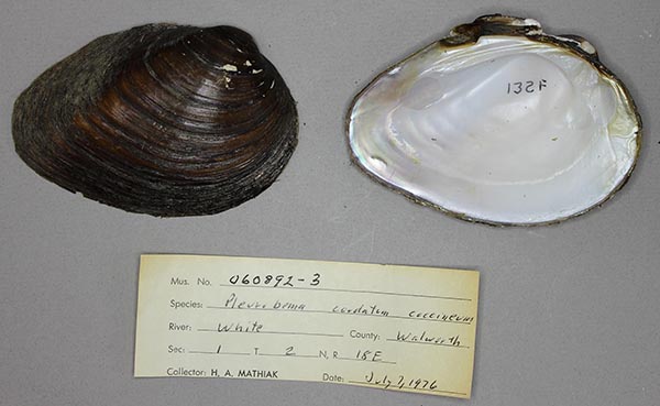 specimen