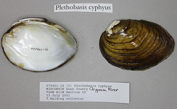 specimen