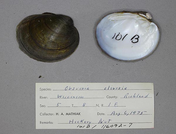 specimen