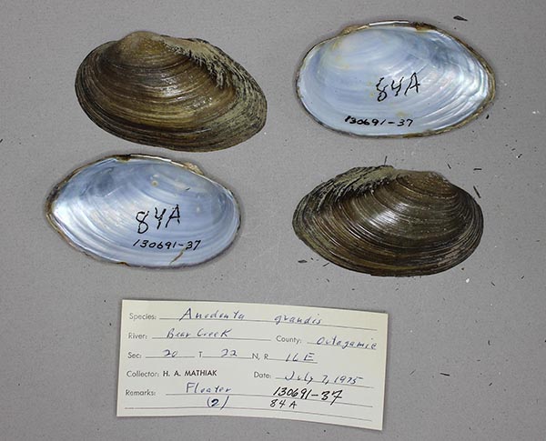 specimen