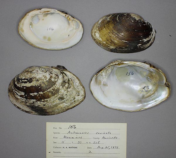 specimen