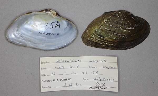 specimen