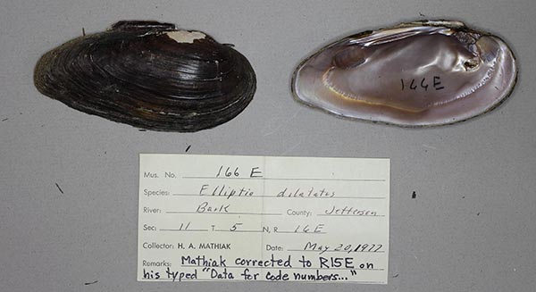 specimen