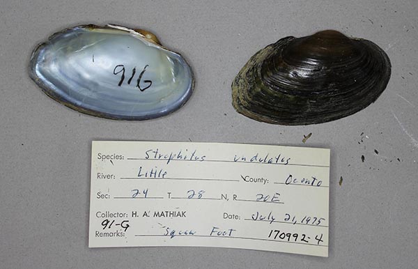 specimen