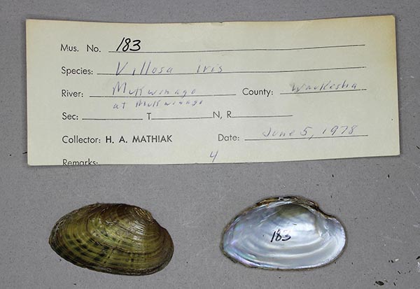 specimen