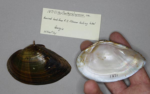 specimen