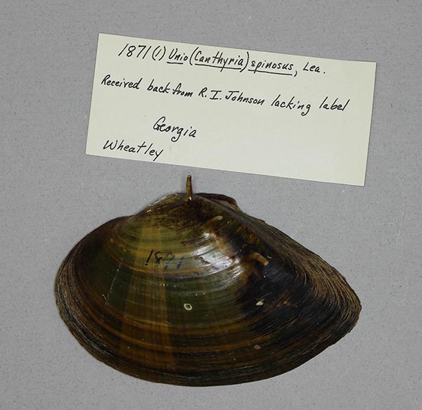 specimen