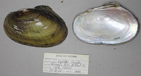 specimen