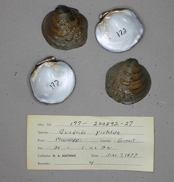 specimen