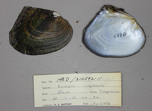 specimen