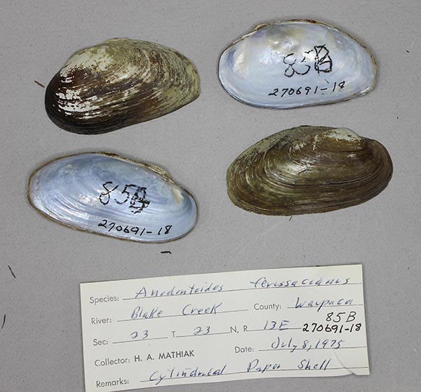 specimen