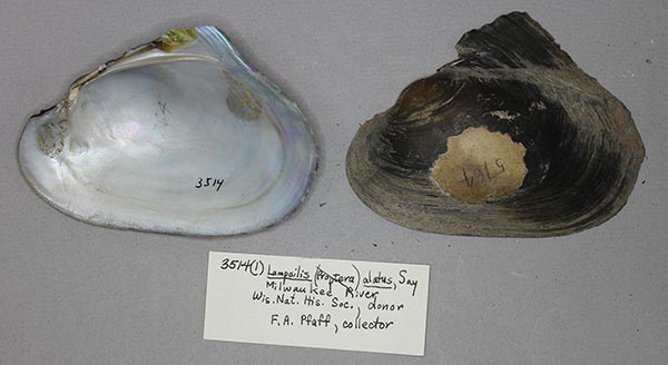 specimen