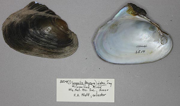 specimen