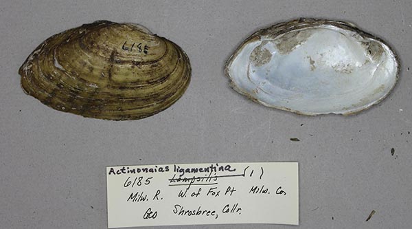 specimen