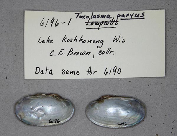 specimen