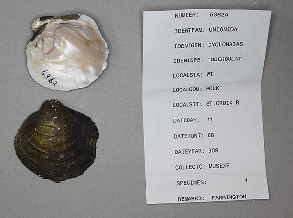 specimen